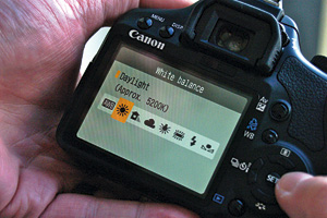 Camera White Balance